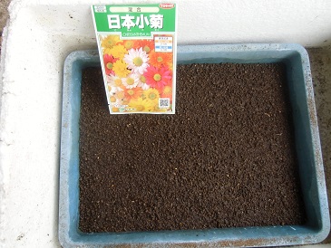 20130407日本小菊.jpg