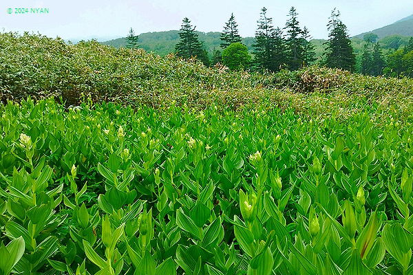 ツバメオモト（燕万年青、ユリ科）