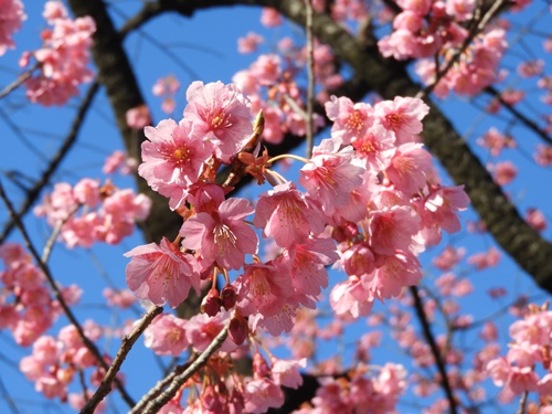 荏原神社の寒緋桜