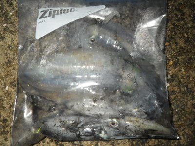 IMGP6004.JPG