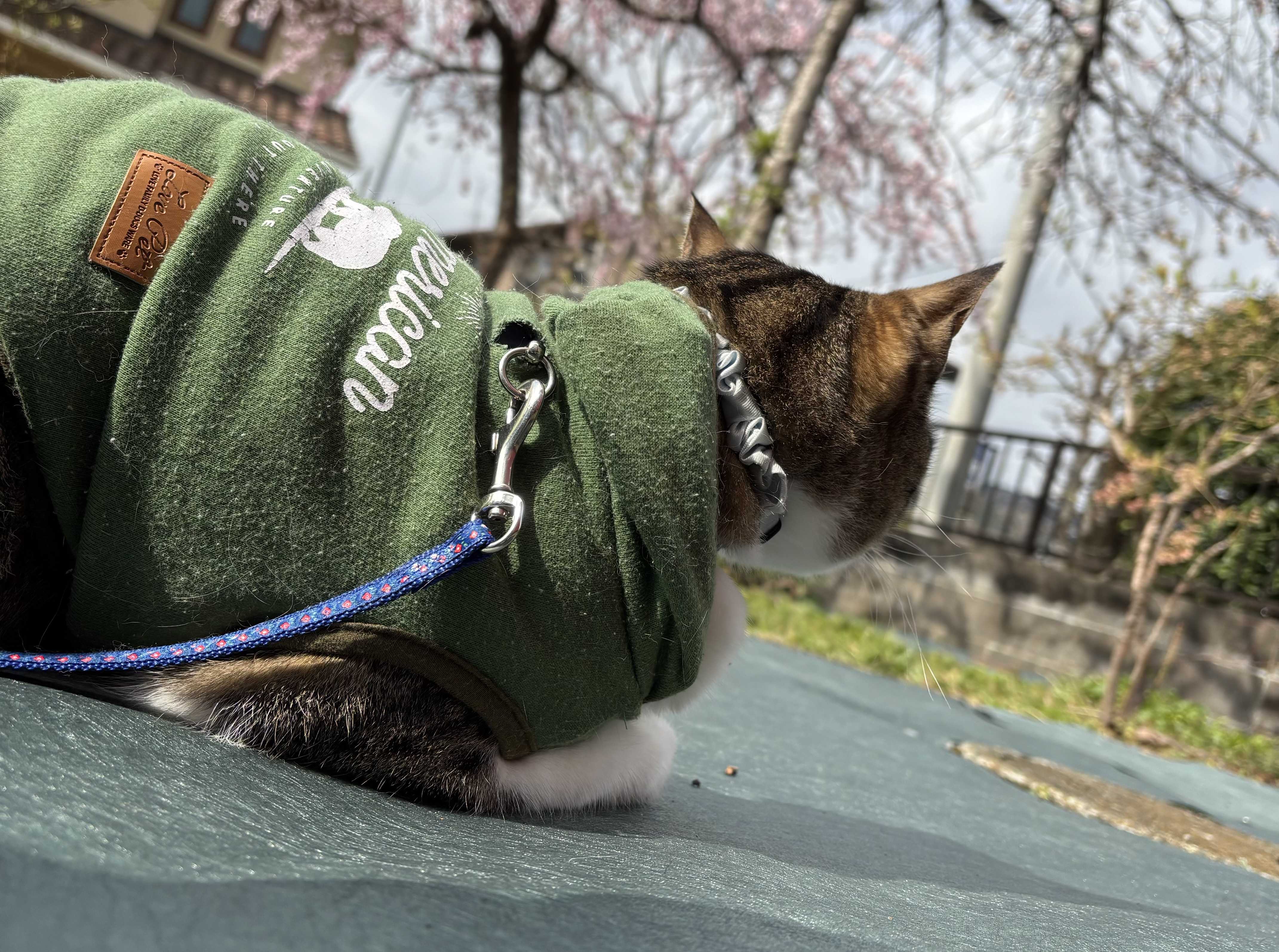 実家暮らしアラサーの庭いじり～きじしろgarden～