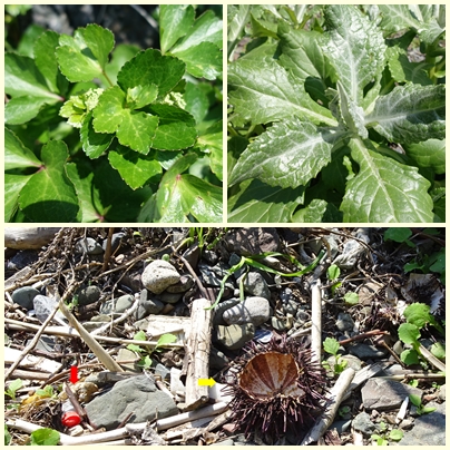 礼文島　高山植物とウニの殻