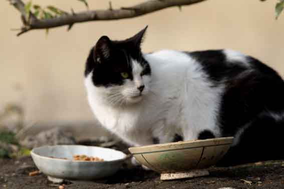 我が家のニャンコ♪2014/01/14-2