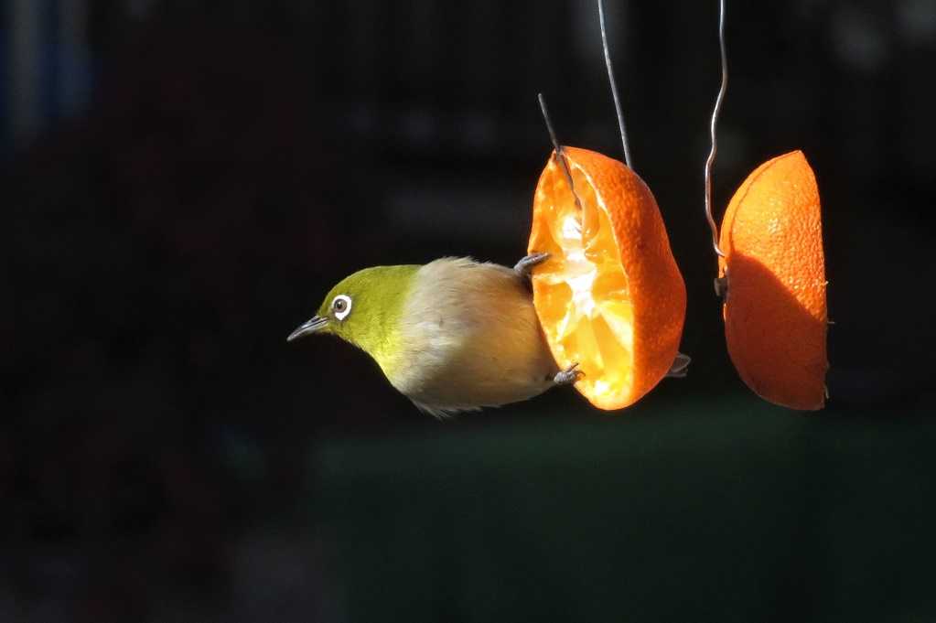 庭の鳥;紅梅メジロ、蜜柑メシロ、ヒヨドリ、エナガ。庭の花;黄色いバラ。 | 大分金太郎の花鳥蝶月 - 楽天ブログ