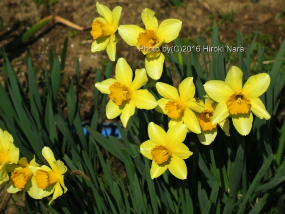 光景　sight0525　水仙　narcissus