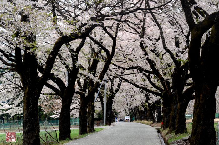 眞原桜並木 ジミ ヨコのブログ 楽天ブログ