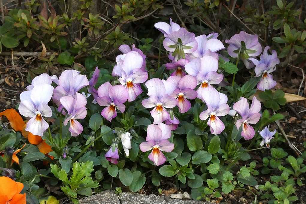 515