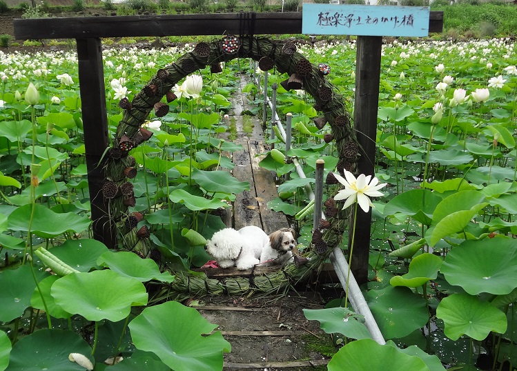 DSC02402.jpg蓮.jpg