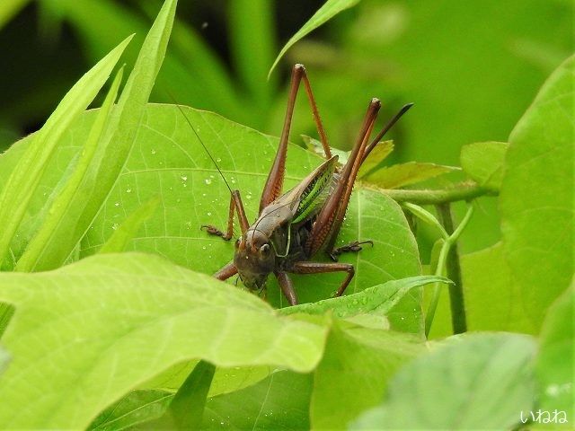 ヒガシキリギリス 草むらで鳴き声はしますが姿は中々見れない いねねの趣味三昧 昆虫 野鳥 古寺巡り 読書 木工 語学など 楽天ブログ