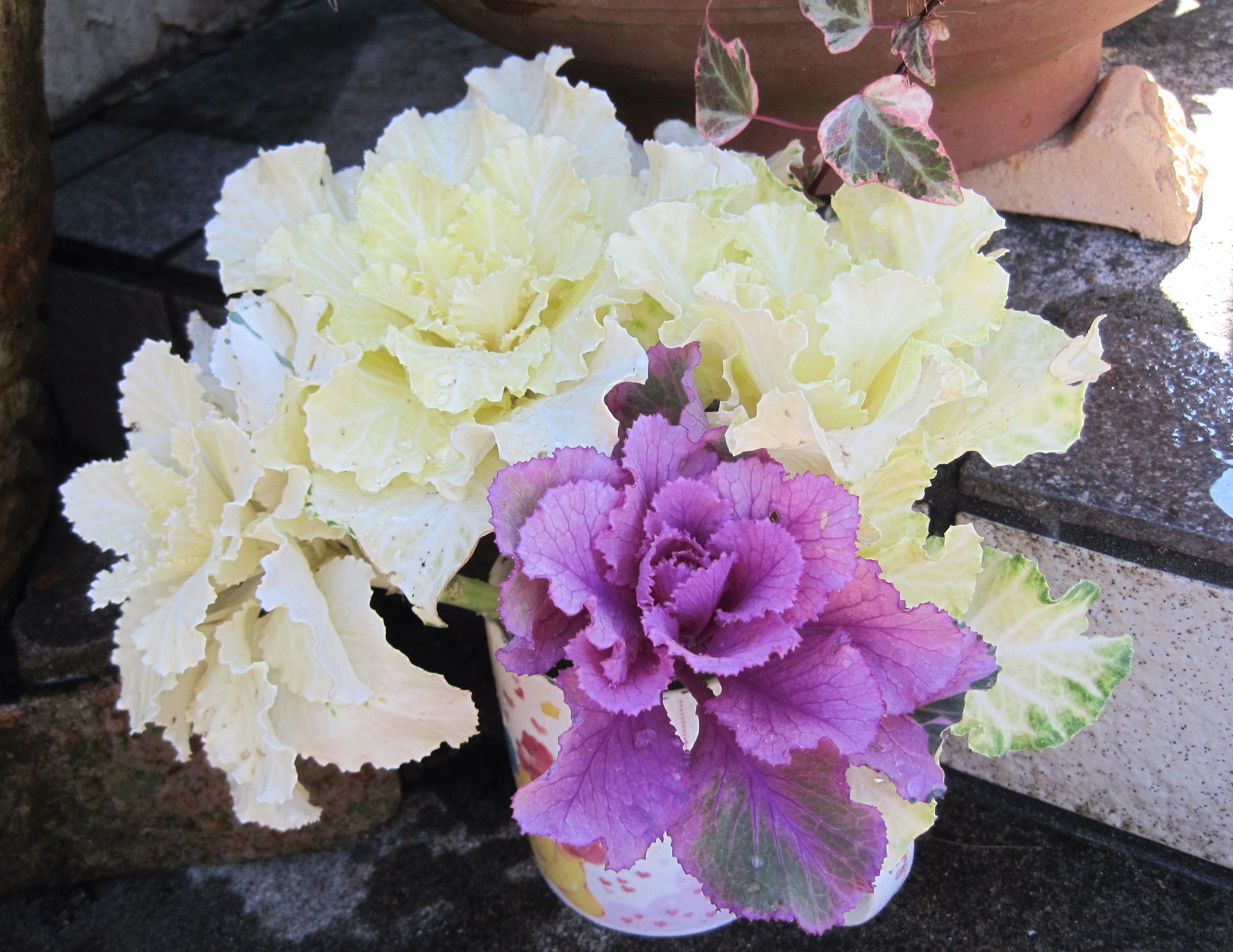 地植えの葉牡丹を切り花に レーマニアエラータとフロックスの鉢上げ たねをまく日々 楽天ブログ