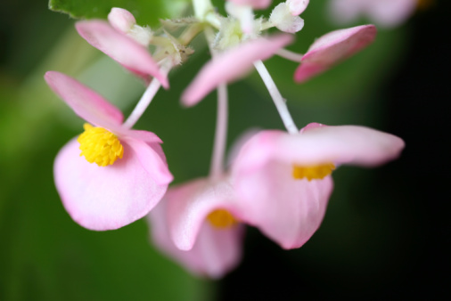 flower pink.jpg