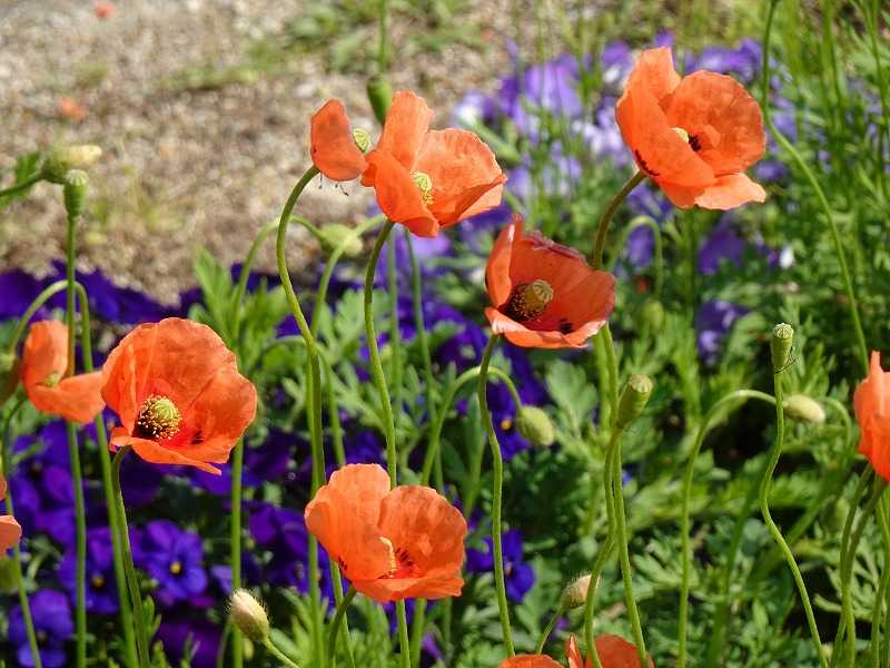 4月19日 今日の一花 その２ ヒナゲシ 雛芥子 雛罌粟 Gazengamaのブログ 散歩中に出合った花と趣味の陶芸作品 楽天ブログ