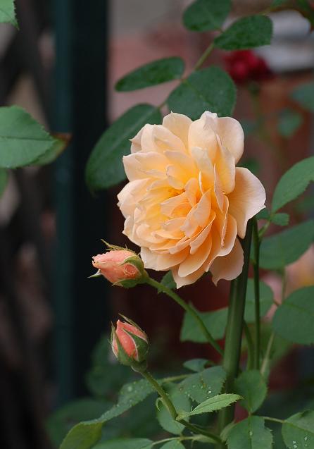 DSC_0134.JPG