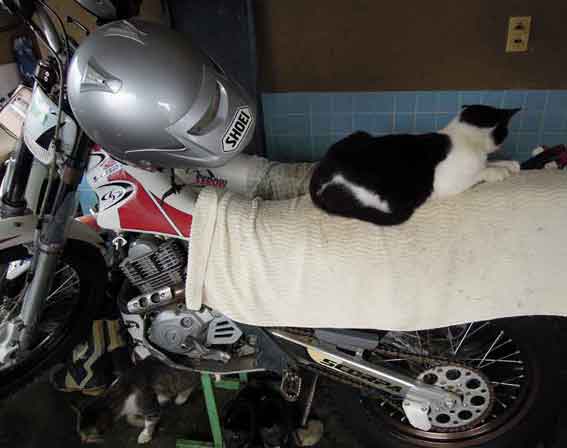 我が家のニャンコ♪2013/10/24-2