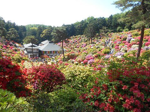 つつじ寺 塩船観音寺 青梅市 その2 Shinanonokuniのブログ2 楽天ブログ つつじ寺 塩船観音寺 青梅市 その2 Shinanonokuniのブログ2 楽天ブログ