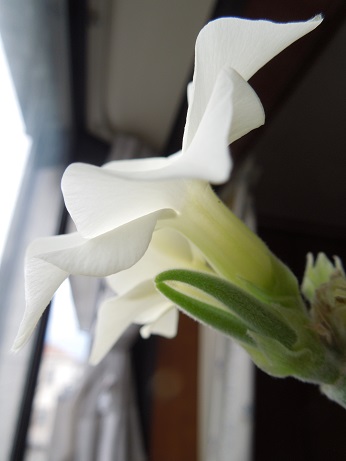 エブレネウム種5-3ｰ1