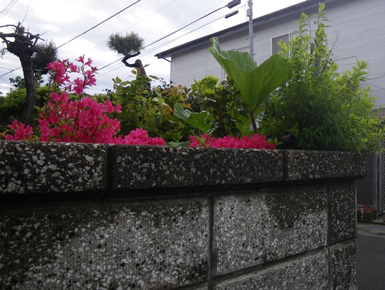 秋田蕗