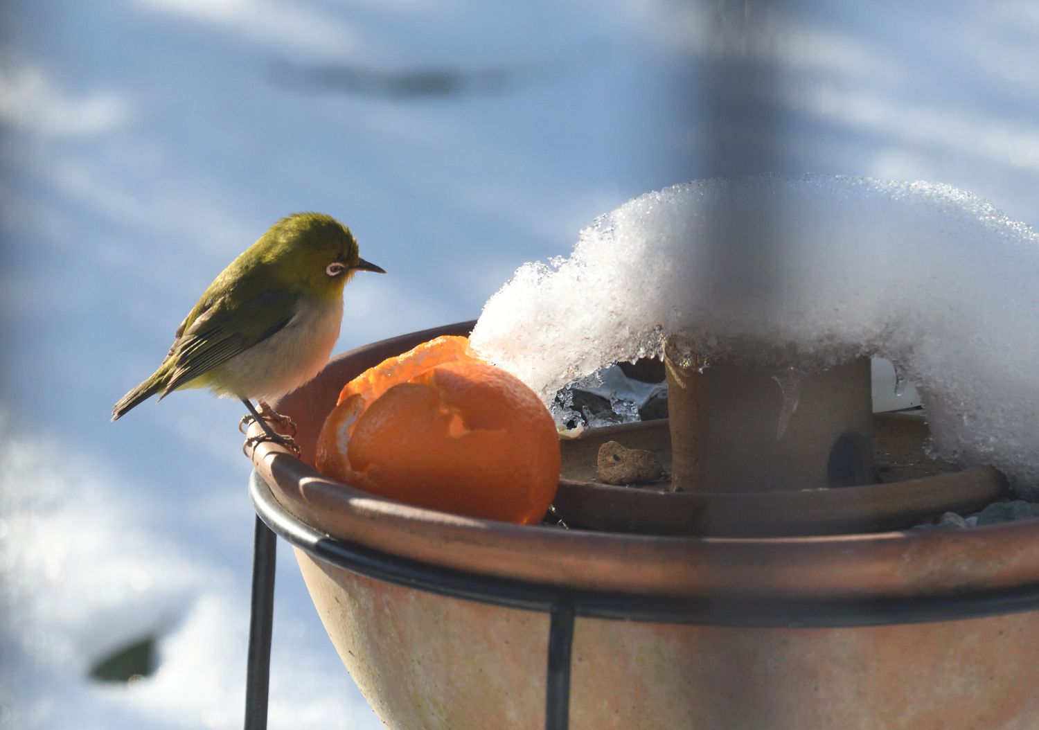 雪バックのメジロの舌 南風のメッセージ 楽天ブログ