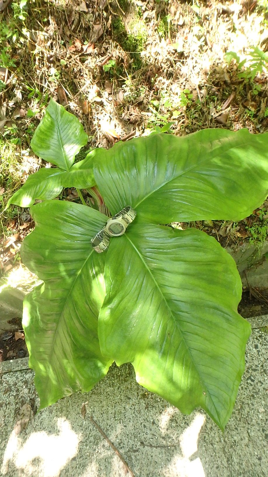 ムサシアブミ コンニャク アマチャ センダン 半田山植物園 楽天版じぶん更新日記 楽天ブログ