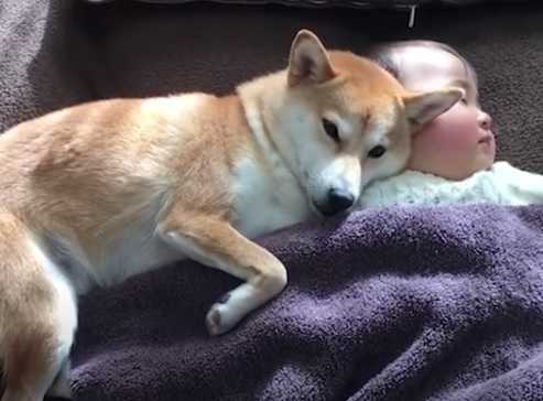 とにかくカワイイ 癒される 柴犬と赤ちゃんの動画 いちとれのくらし 楽天ブログ