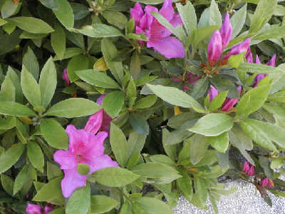 new_P4193734大盃.jpeg