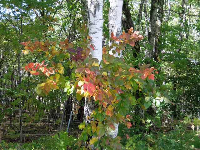 DSCF1067.JPG