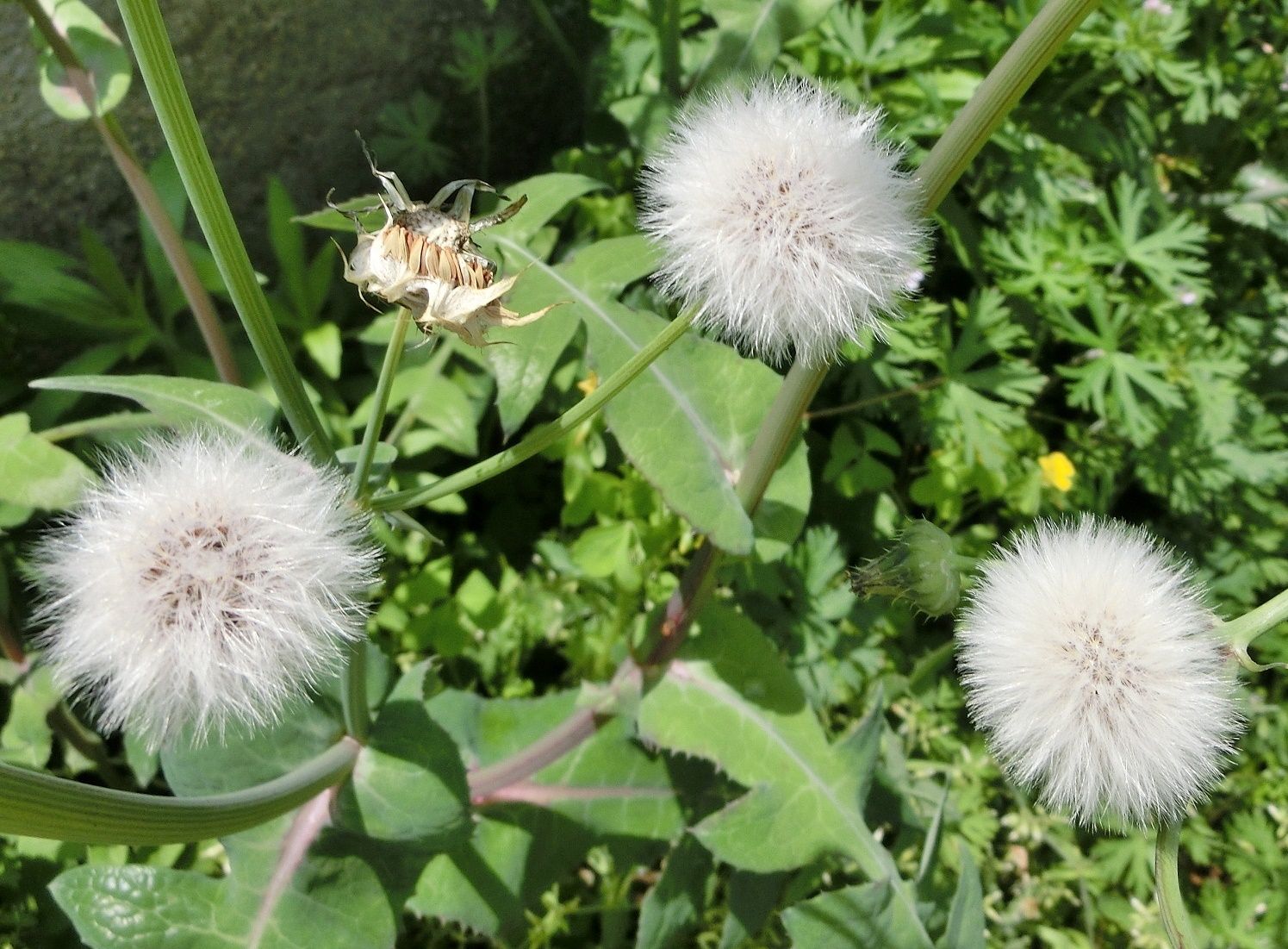 よく似た花 タンポポ ノゲシ 花の違い だい のひとりごと 楽天ブログ