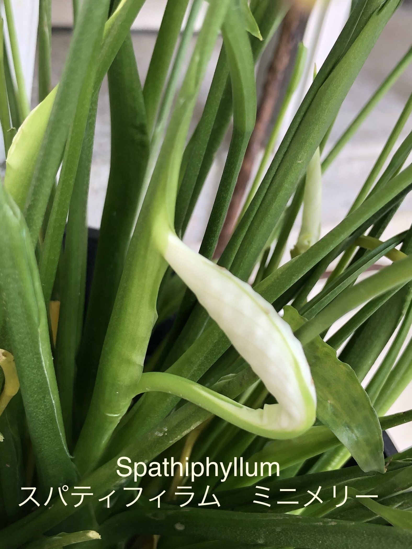 Spathiphyllum 不思議な花 スパティフィラム ミニ ぽっぽやのむすめのブログ 楽天ブログ