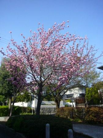 P1140132（八重桜２）.jpg