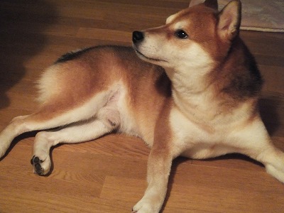 ツナ