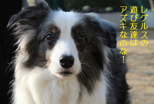 アズキちゃん