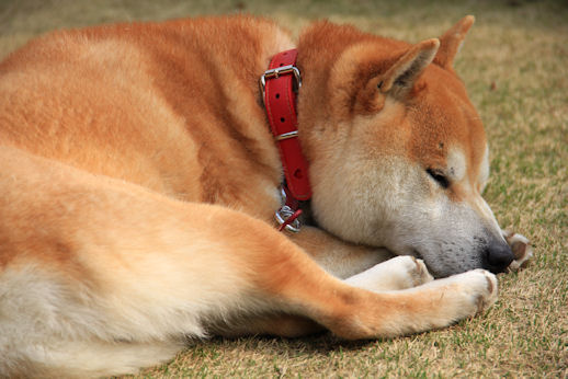 riku