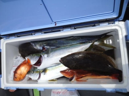 第一進丸釣果7-15-2013_2.jpg