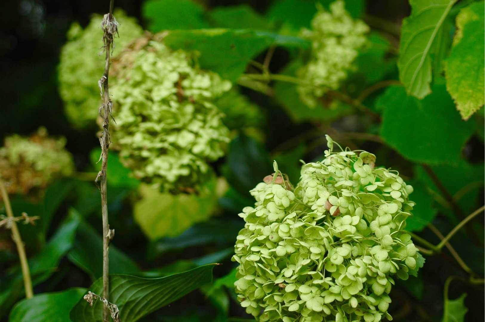 ベゴニアラブミー Papuchi Home 楽天ブログ