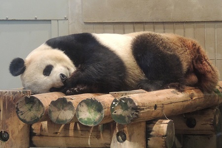 上野動物園　パンダ　リーリー