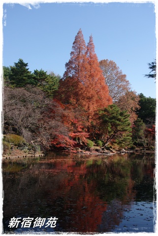 新宿御苑の紅葉