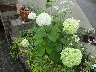IMG_4422ss.jpg