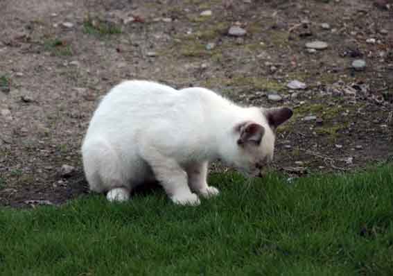 我が家のニャンコ♪2013/7/12-3