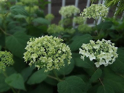 DSCF2190.jpg