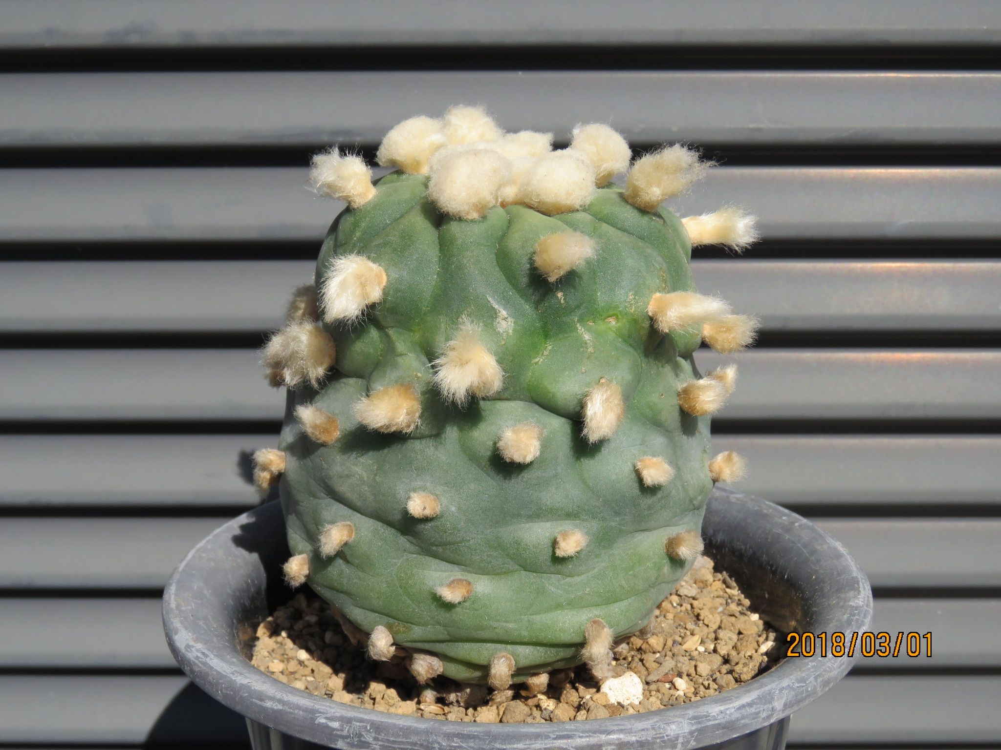 翠冠玉 綴化 分頭 モンスト Lophophora ロホホラ ロフォフォラ