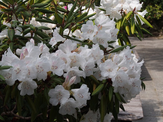 P4090171.jpg