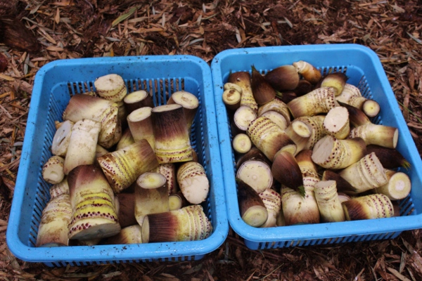 筍掘り　3回目　65本.jpg