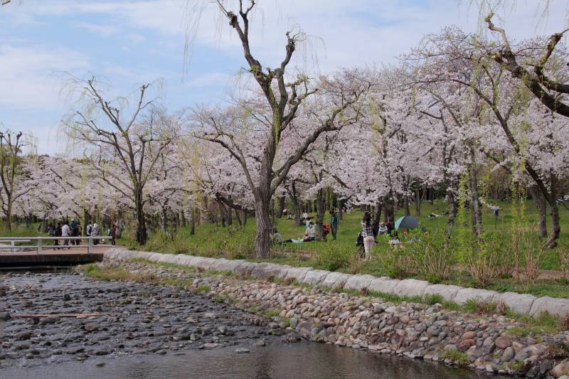 万博記念公園_003さくらの流れ.jpg