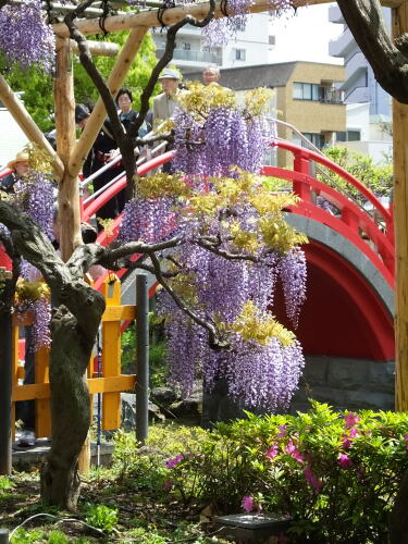 亀戸天神社の藤