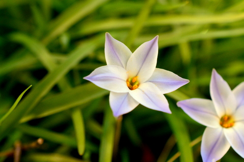 ハナニラ　花と葉