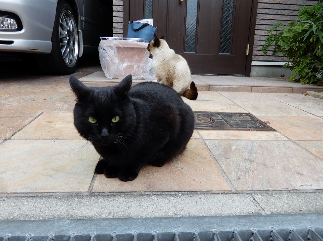 やんちゃな猫、それは!?の巻 人さまのネコ - 楽天ブログ