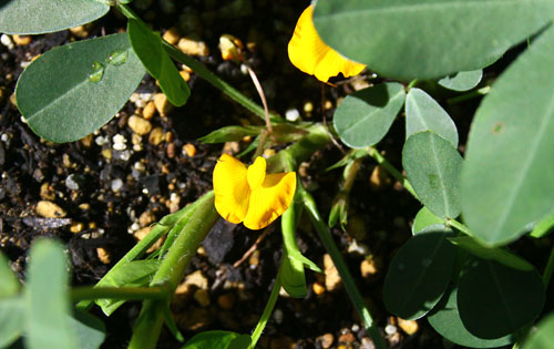落花生の花　27.7.14-3_edited-1.jpg