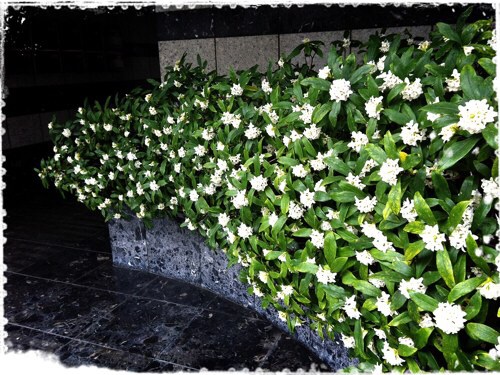 白い沈丁花
