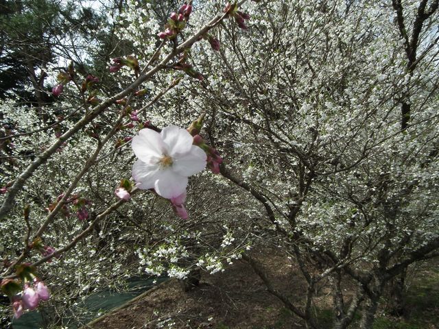 DSCF3852.JPG
