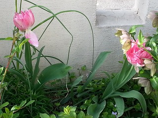 2015-04-18 08.10.08ss.jpg